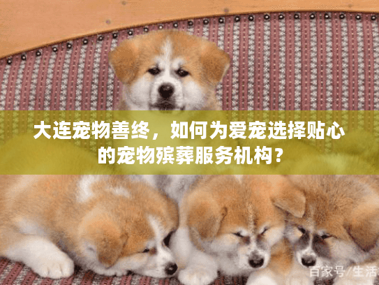 大连宠物善终，如何为爱宠选择贴心的宠物殡葬服务机构？