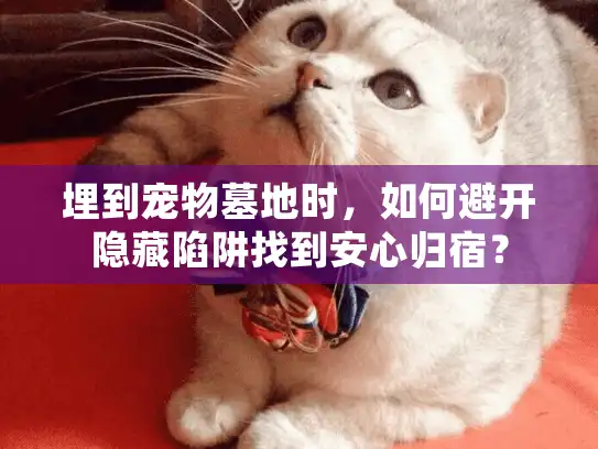 埋到宠物墓地时，如何避开隐藏陷阱找到安心归宿？