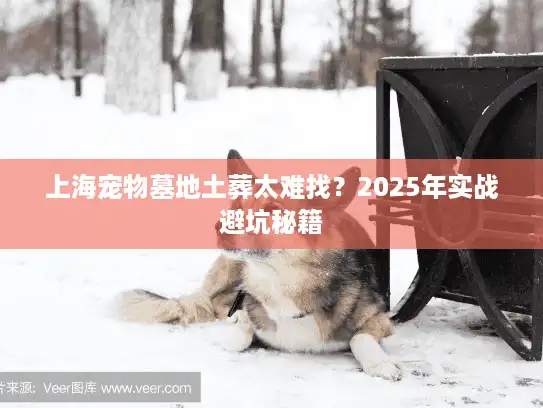 上海宠物墓地土葬太难找？2025年实战避坑秘籍