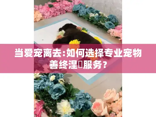 当爱宠离去:如何选择专业宠物善终涅槃服务? 当爱宠离去:如何选择专业宠物善终涅槃服务?