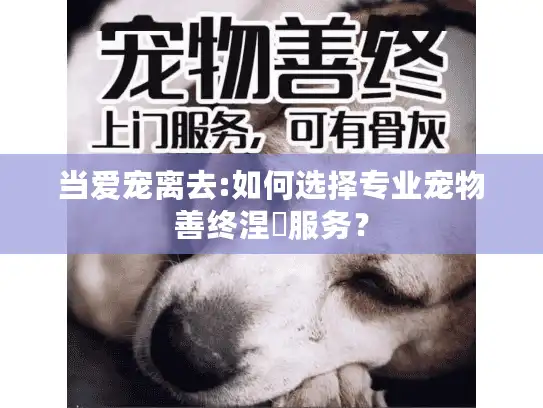 当爱宠离去:如何选择专业宠物善终涅槃服务? 当爱宠离去:如何选择专业宠物善终涅槃服务?