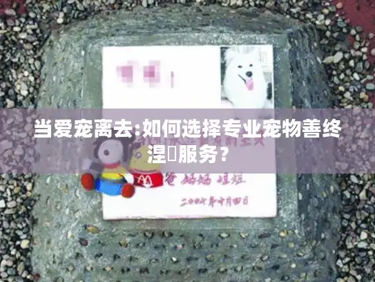 当爱宠离去:如何选择专业宠物善终涅槃服务？