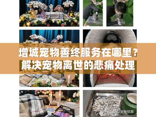 增城宠物善终服务在哪里？解决宠物离世的悲痛处理