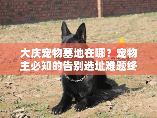 大庆宠物墓地在哪？宠物主必知的告别选址难题终极破解