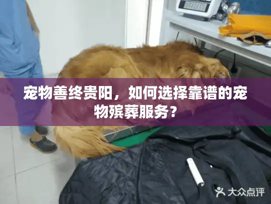 宠物善终贵阳，如何选择靠谱的宠物殡葬服务？