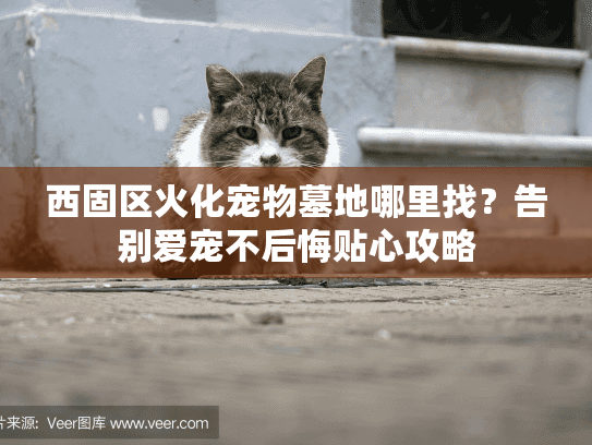 西固区火化宠物墓地哪里找？告别爱宠不后悔贴心攻略