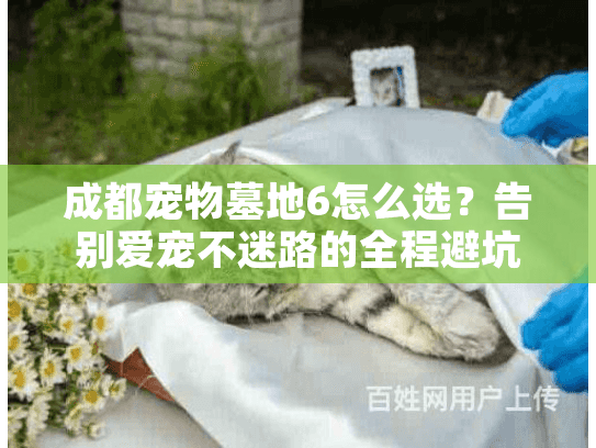 成都宠物墓地6怎么选?告别爱宠不迷路的全程避坑攻略 成都宠物墓地6怎么选?告别爱宠不迷路的全程避坑攻略