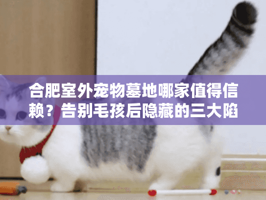 合肥室外宠物墓地哪家值得信赖？告别毛孩后隐藏的三大陷阱揭秘