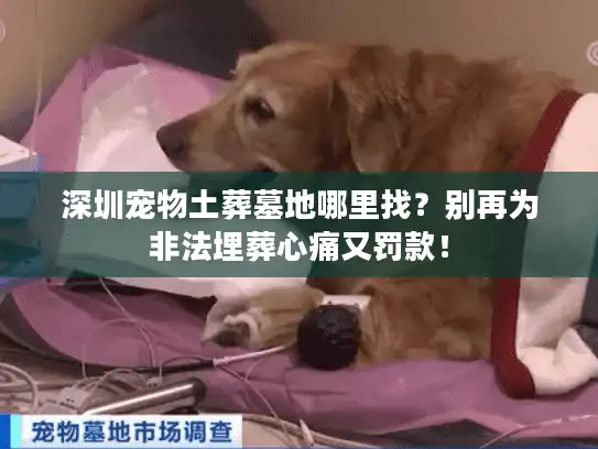 深圳宠物土葬墓地哪里找?别再为非法埋葬心痛又罚款! 深圳宠物土葬墓地哪里找?别再为非法埋葬心痛又罚款!