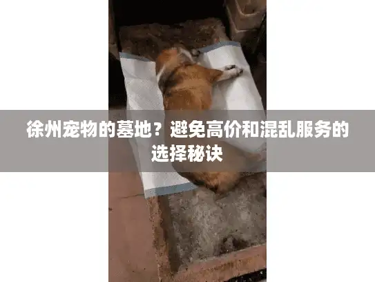 徐州宠物的墓地?避免高价和混乱服务的选择秘诀 徐州宠物的墓地?避免高价和混乱服务的选择秘诀