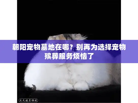 朝阳宠物墓地在哪？别再为选择宠物殡葬服务烦恼了