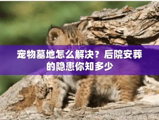 宠物墓地怎么解决？后院安葬的隐患你知多少