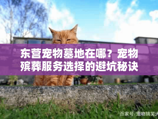 东营宠物墓地在哪？宠物殡葬服务选择的避坑秘诀让你告别心痛