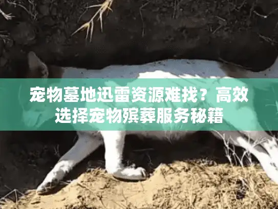 宠物墓地迅雷资源难找？高效选择宠物殡葬服务秘籍