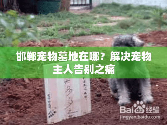 邯郸宠物墓地在哪？解决宠物主人告别之痛