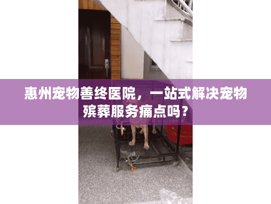惠州宠物善终医院，一站式解决宠物殡葬服务痛点吗？