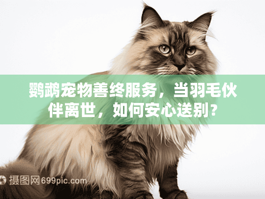 鹦鹉宠物善终服务，当羽毛伙伴离世，如何安心送别？