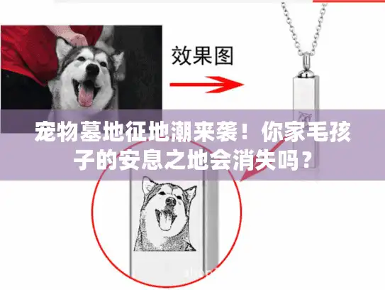 宠物墓地征地潮来袭！你家毛孩子的安息之地会消失吗？