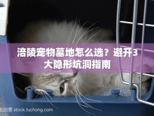 涪陵宠物墓地怎么选?避开3大隐形坑洞指南 涪陵宠物墓地怎么选?避开3大隐形坑洞指南