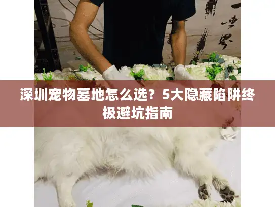 深圳宠物墓地怎么选？5大隐藏陷阱终极避坑指南