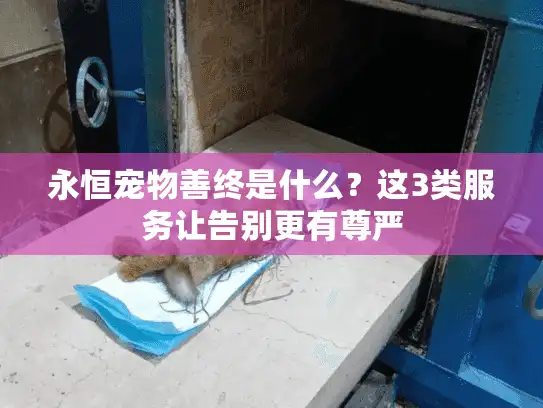 永恒宠物善终是什么?这3类服务让告别更有尊严 永恒宠物善终是什么?这3类服务让告别更有尊严