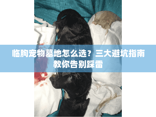 临朐宠物墓地怎么选?三大避坑指南教你告别踩雷 临朐宠物墓地怎么选?三大避坑指南教你告别踩雷