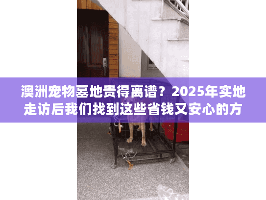 澳洲宠物墓地贵得离谱？2025年实地走访后我们找到这些省钱又安心的方案