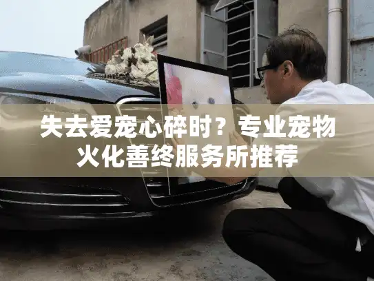 失去爱宠心碎时？专业宠物火化善终服务所推荐