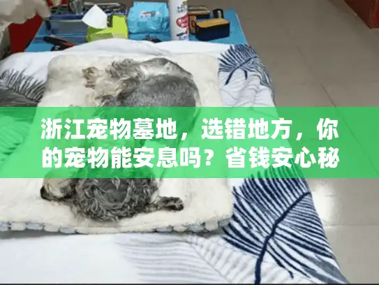 浙江宠物墓地，选错地方，你的宠物能安息吗？省钱安心秘笈大公开