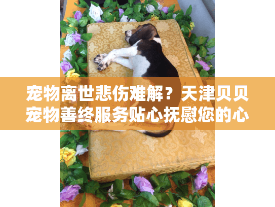 宠物离世悲伤难解?天津贝贝宠物善终服务贴心抚慰您的心灵 宠物离世悲伤难解?天津贝贝宠物善终服务贴心抚慰您的心灵