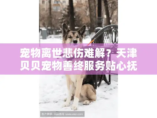 宠物离世悲伤难解?天津贝贝宠物善终服务贴心抚慰您的心灵 宠物离世悲伤难解?天津贝贝宠物善终服务贴心抚慰您的心灵