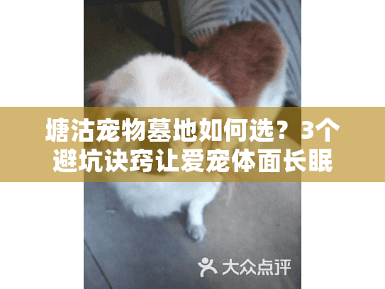 塘沽宠物墓地如何选？3个避坑诀窍让爱宠体面长眠