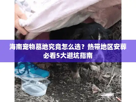 海南宠物墓地究竟怎么选？热带地区安葬必看5大避坑指南