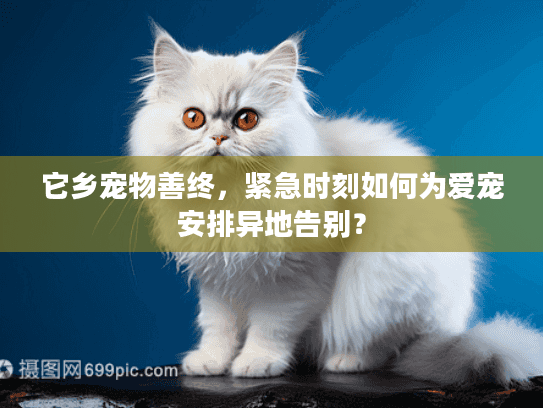 它乡宠物善终，紧急时刻如何为爱宠安排异地告别？