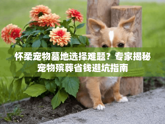 怀柔宠物墓地选择难题？专家揭秘宠物殡葬省钱避坑指南