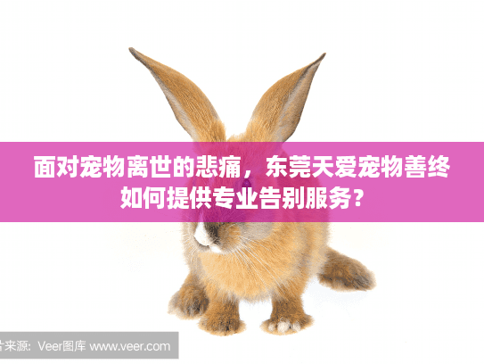 面对宠物离世的悲痛,东莞天爱宠物善终如何提供专业告别服务? 面对宠物离世的悲痛,东莞天爱宠物善终如何提供专业告别服务?