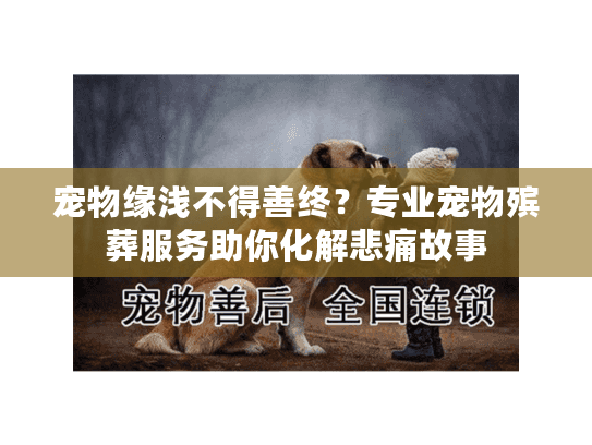 宠物缘浅不得善终？专业宠物殡葬服务助你化解悲痛故事