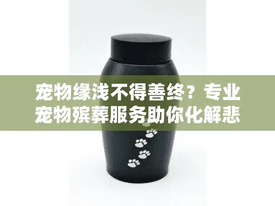 宠物缘浅不得善终？专业宠物殡葬服务助你化解悲痛故事