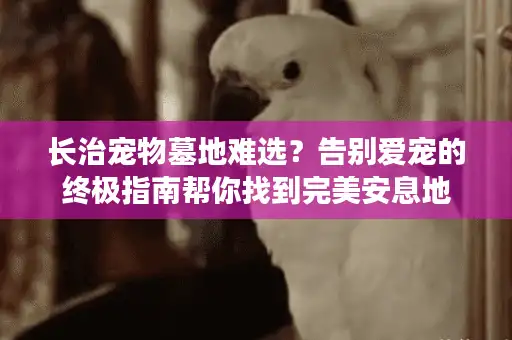 长治宠物墓地难选？告别爱宠的终极指南帮你找到完美安息地