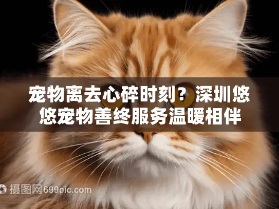 宠物离去心碎时刻？深圳悠悠宠物善终服务温暖相伴