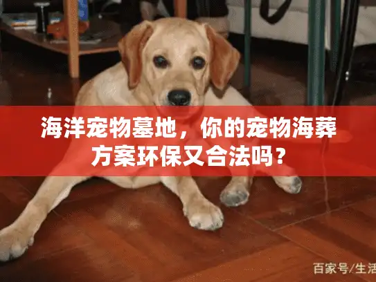 海洋宠物墓地，你的宠物海葬方案环保又合法吗？