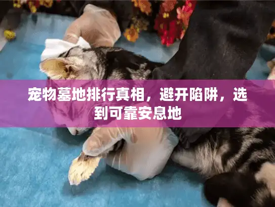 宠物墓地排行真相，避开陷阱，选到可靠安息地