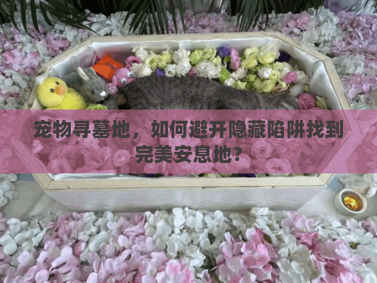 宠物寻墓地，如何避开隐藏陷阱找到完美安息地？