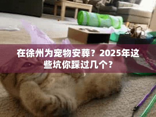 在徐州为宠物安葬？2025年这些坑你踩过几个？