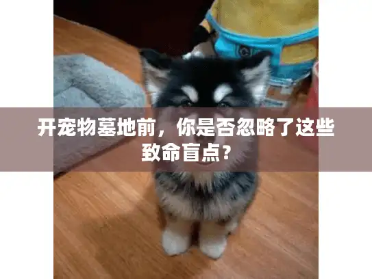 开宠物墓地前，你是否忽略了这些致命盲点？