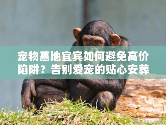 宠物墓地宜宾如何避免高价陷阱？告别爱宠的贴心安葬指南