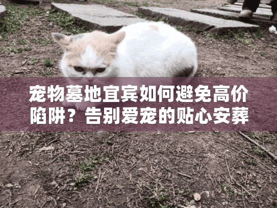 宠物墓地宜宾如何避免高价陷阱？告别爱宠的贴心安葬指南