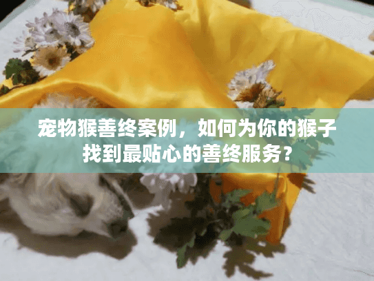 宠物猴善终案例，如何为你的猴子找到最贴心的善终服务？