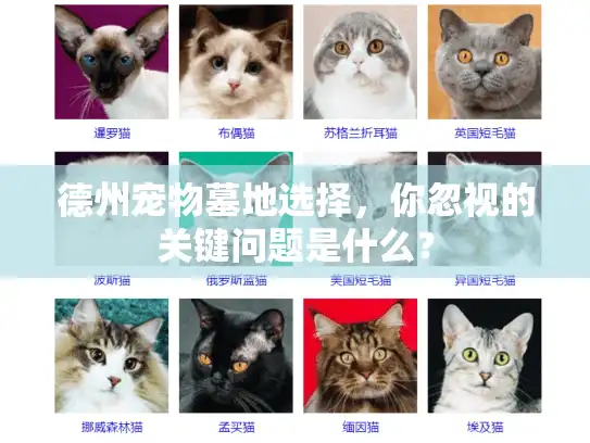 德州宠物墓地选择，你忽视的关键问题是什么？