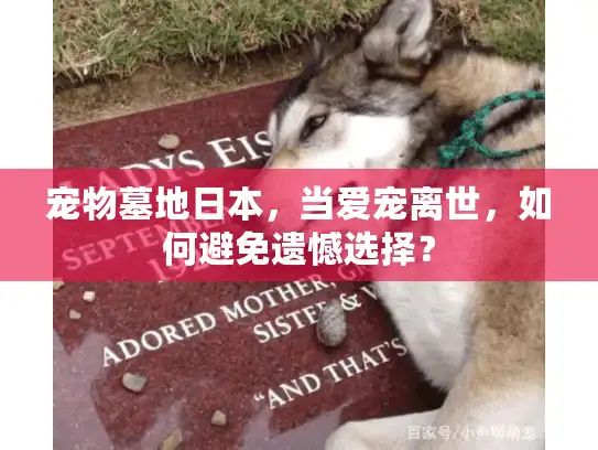宠物墓地日本,当爱宠离世,如何避免遗憾选择? 宠物墓地日本,当爱宠离世,如何避免遗憾选择?
